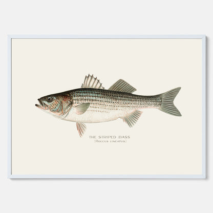 Kökstavla med Strimmig Havsabborre poster – Plansch med fisk, tavla till kök, köksposter, poster till kök, fiskposter