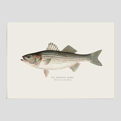 Kökstavla med Strimmig Havsabborre poster – Plansch med fisk, tavla till kök, köksposter, poster till kök, fiskposter