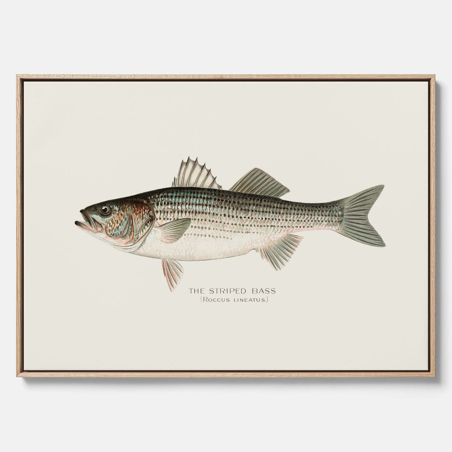 Canvastavla till kök med Strimmig Havsabborre poster – Plansch med fisk, tavla till kök, köksposter, poster till kök, fiskposter