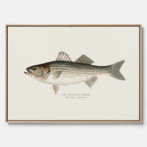 Canvastavla till kök med Strimmig Havsabborre poster – Plansch med fisk, tavla till kök, köksposter, poster till kök, fiskposter