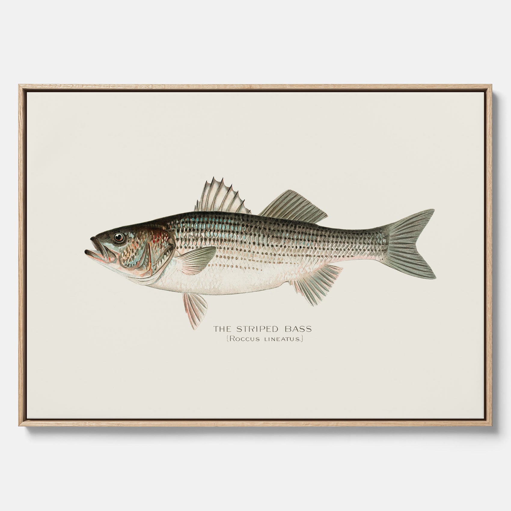 Canvastavla till kök med Strimmig Havsabborre poster – Plansch med fisk, tavla till kök, köksposter, poster till kök, fiskposter