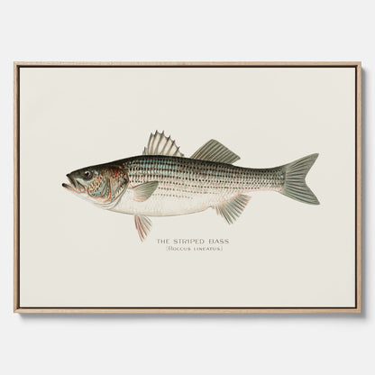 Canvastavla till kök med Strimmig Havsabborre poster – Plansch med fisk, tavla till kök, köksposter, poster till kök, fiskposter