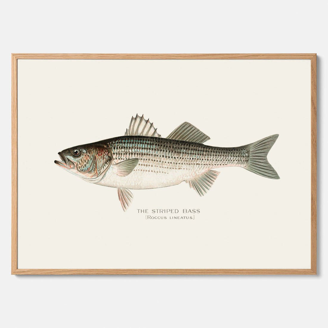 Kökstavla med Strimmig Havsabborre poster – Plansch med fisk, tavla till kök, köksposter, poster till kök, fiskposter