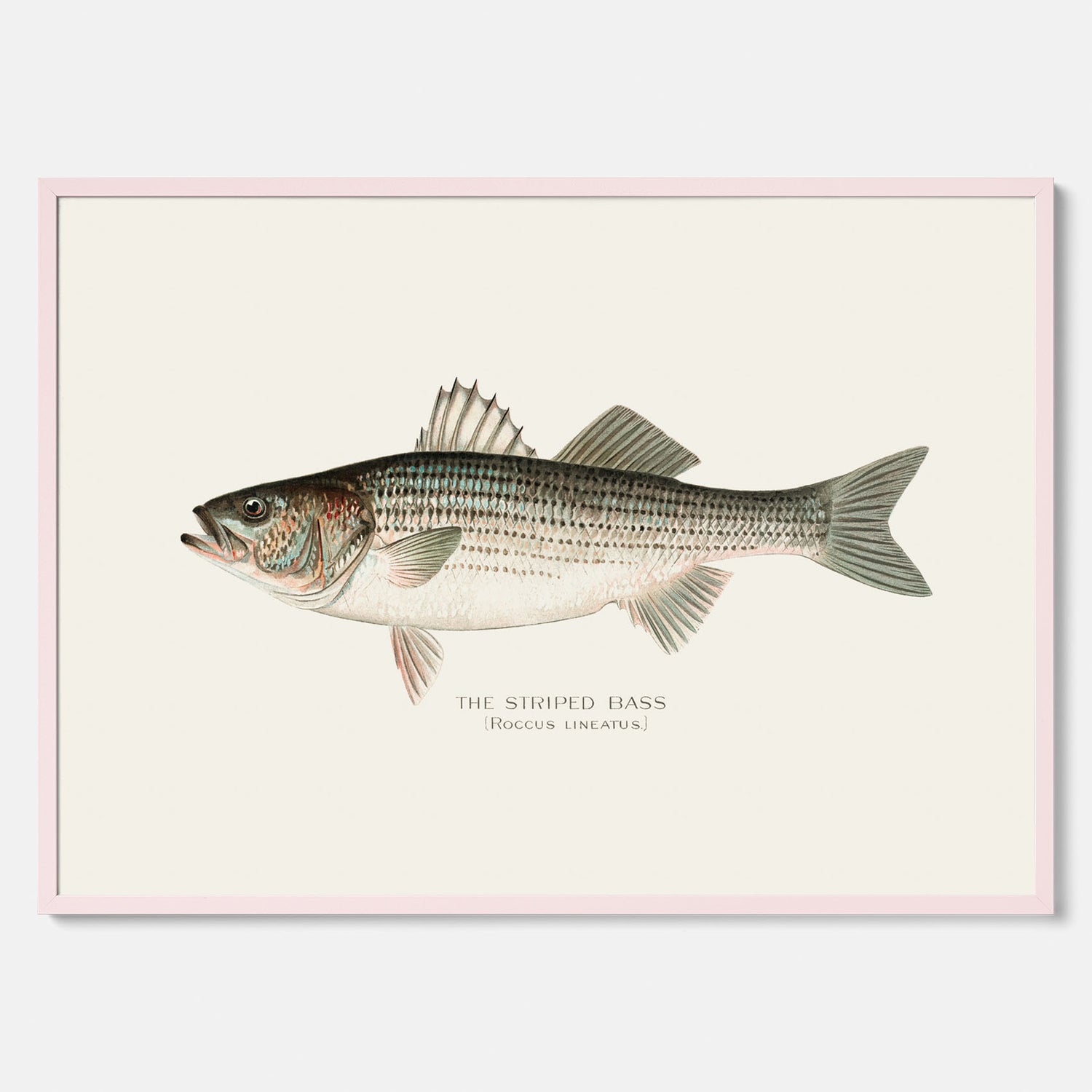 Kökstavla med Strimmig Havsabborre poster – Plansch med fisk, tavla till kök, köksposter, poster till kök, fiskposter