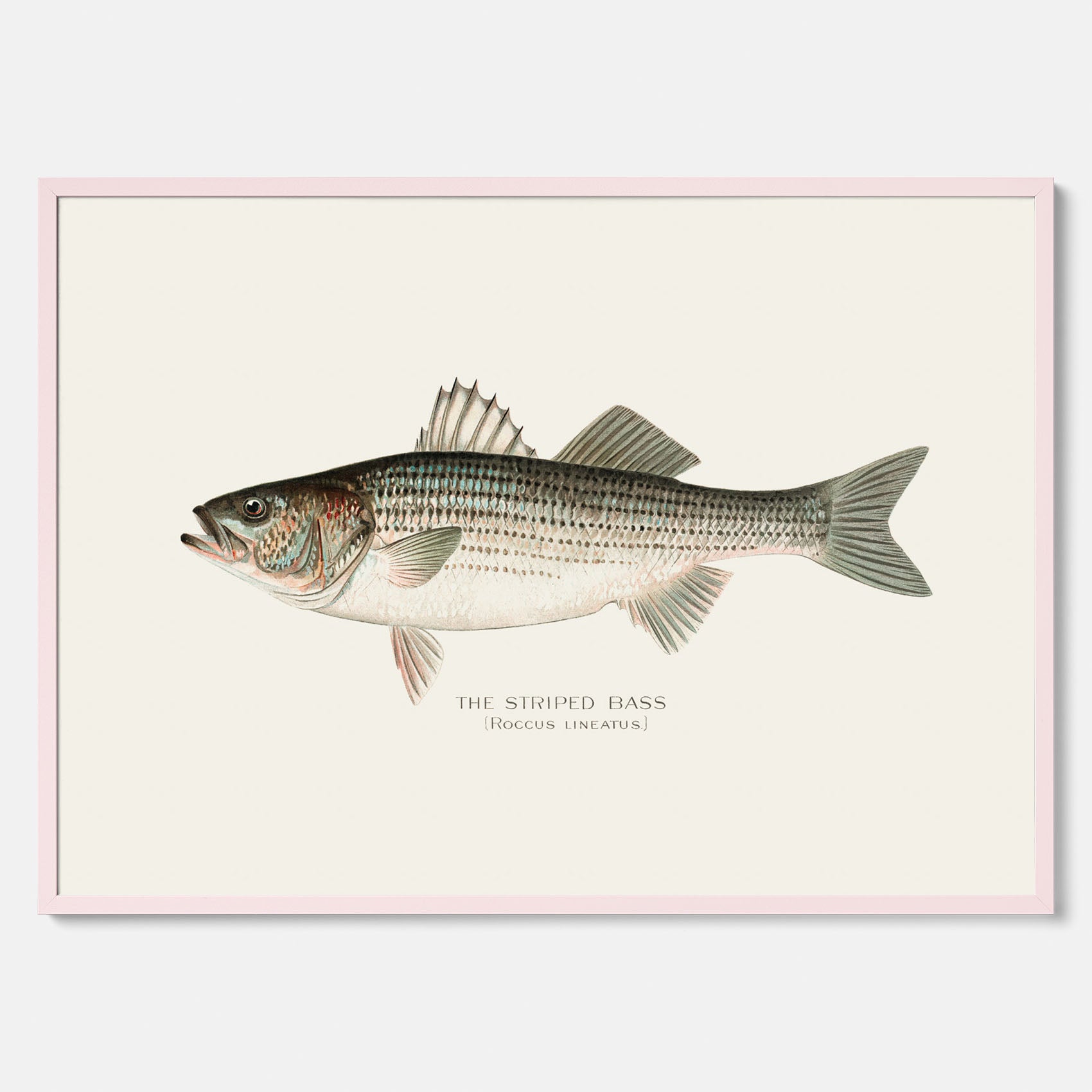 Kökstavla med Strimmig Havsabborre poster – Plansch med fisk, tavla till kök, köksposter, poster till kök, fiskposter