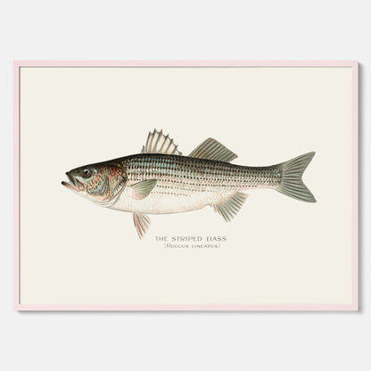 Kökstavla med Strimmig Havsabborre poster – Plansch med fisk, tavla till kök, köksposter, poster till kök, fiskposter