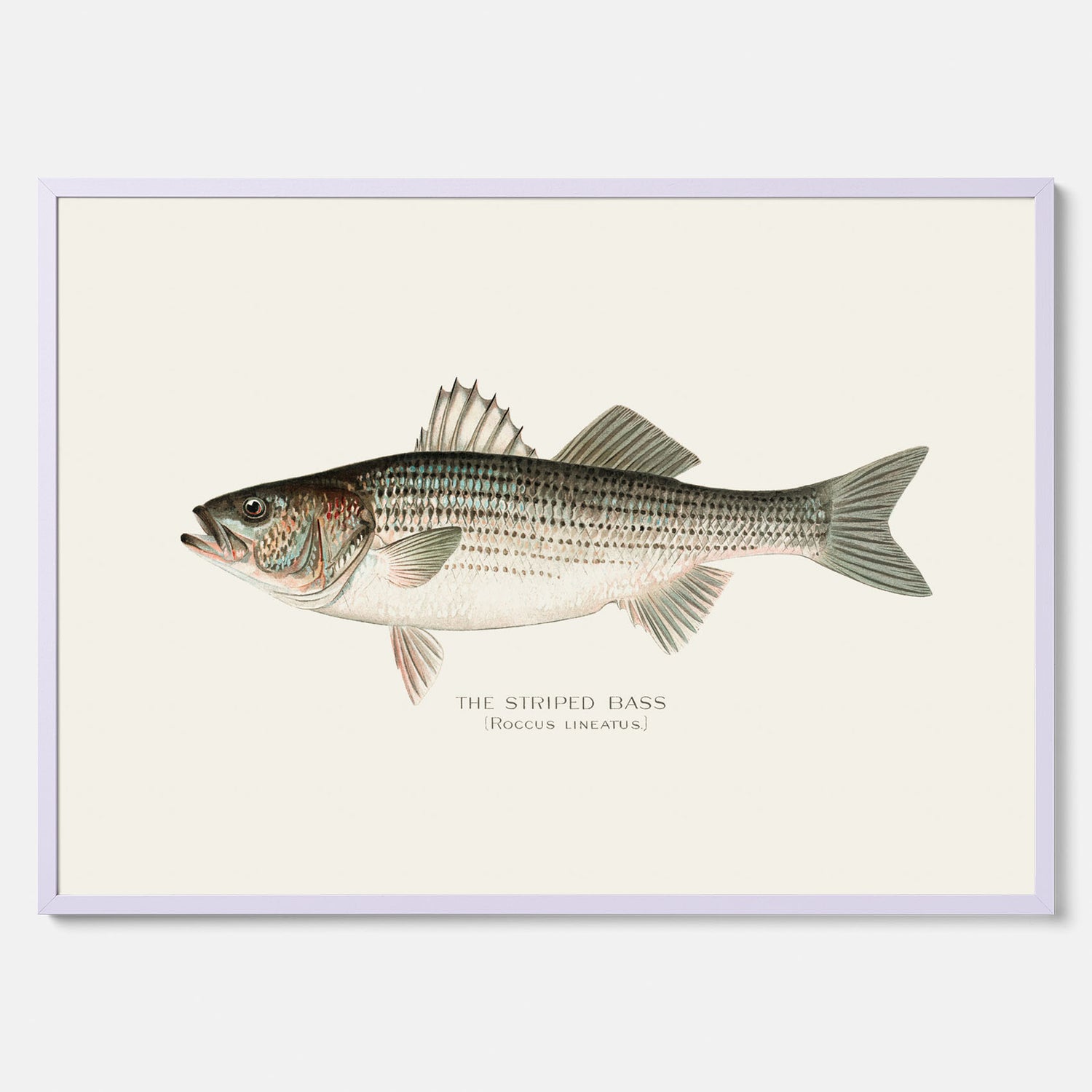 Kökstavla med Strimmig Havsabborre poster – Plansch med fisk, tavla till kök, köksposter, poster till kök, fiskposter