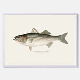 Kökstavla med Strimmig Havsabborre poster – Plansch med fisk, tavla till kök, köksposter, poster till kök, fiskposter