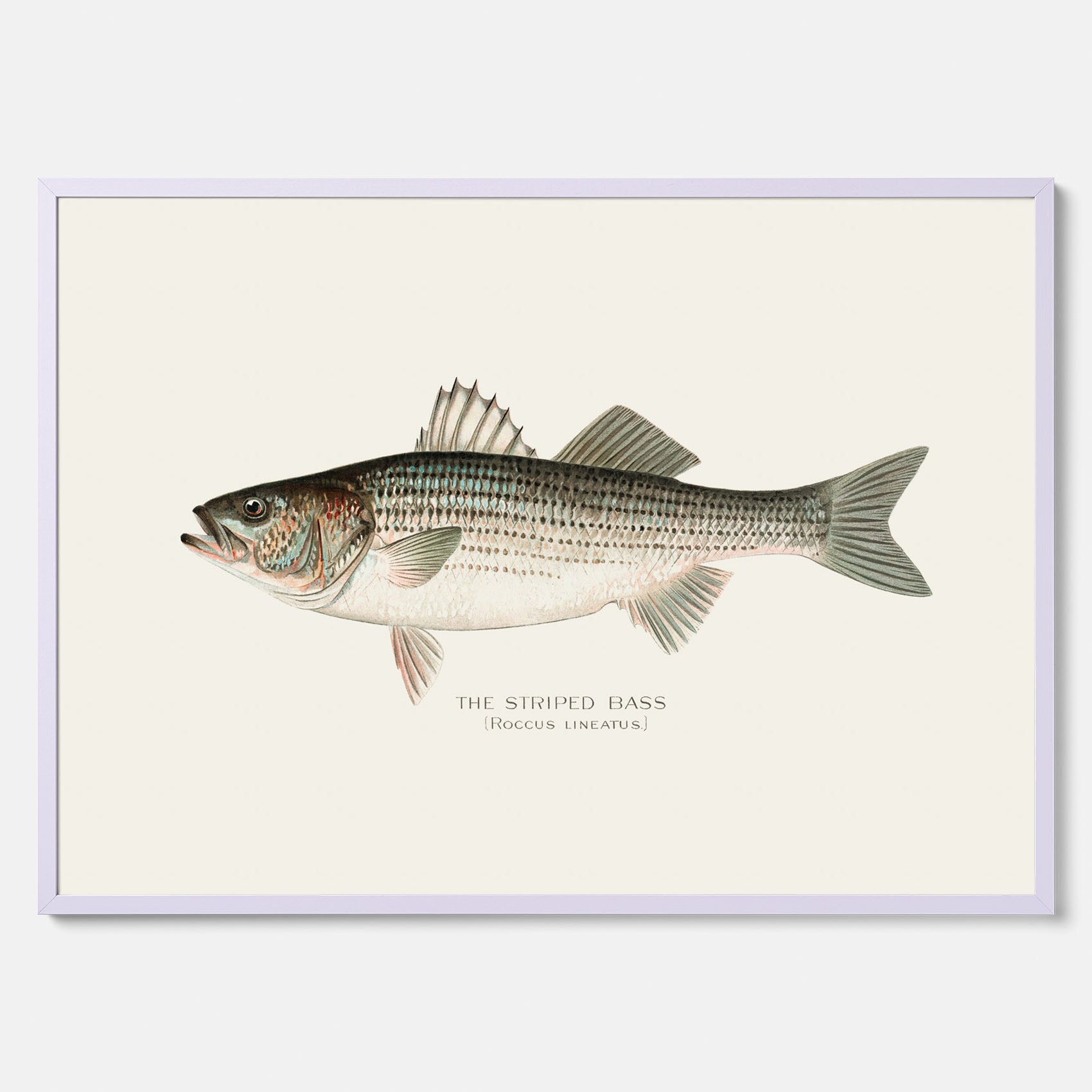 Kökstavla med Strimmig Havsabborre poster – Plansch med fisk, tavla till kök, köksposter, poster till kök, fiskposter
