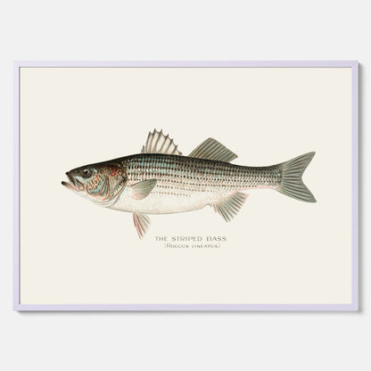 Kökstavla med Strimmig Havsabborre poster – Plansch med fisk, tavla till kök, köksposter, poster till kök, fiskposter
