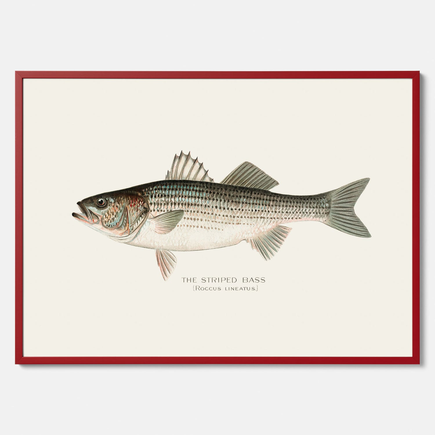 Kökstavla med Strimmig Havsabborre poster – Plansch med fisk, tavla till kök, köksposter, poster till kök, fiskposter