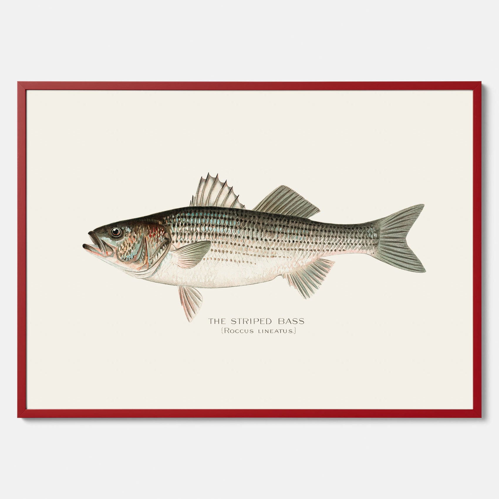 Kökstavla med Strimmig Havsabborre poster – Plansch med fisk, tavla till kök, köksposter, poster till kök, fiskposter