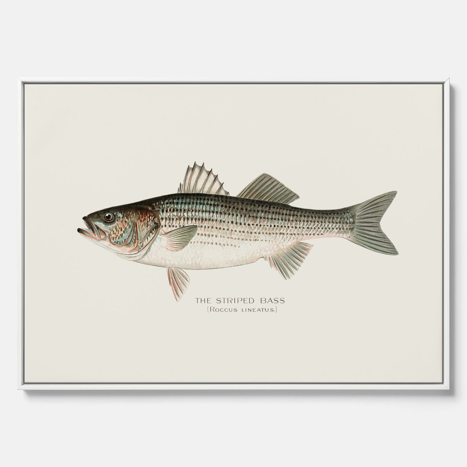 Canvastavla till kök med Strimmig Havsabborre poster – Plansch med fisk, tavla till kök, köksposter, poster till kök, fiskposter
