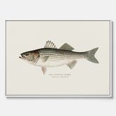 Canvastavla till kök med Strimmig Havsabborre poster – Plansch med fisk, tavla till kök, köksposter, poster till kök, fiskposter