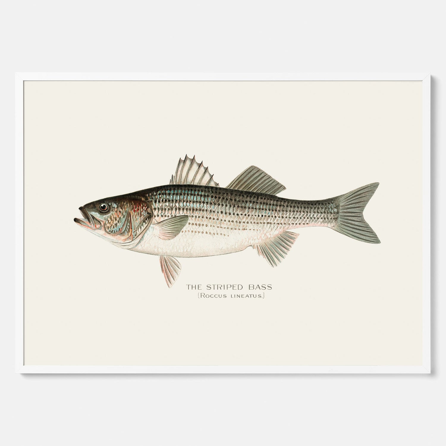 Kökstavla med Strimmig Havsabborre poster – Plansch med fisk, tavla till kök, köksposter, poster till kök, fiskposter