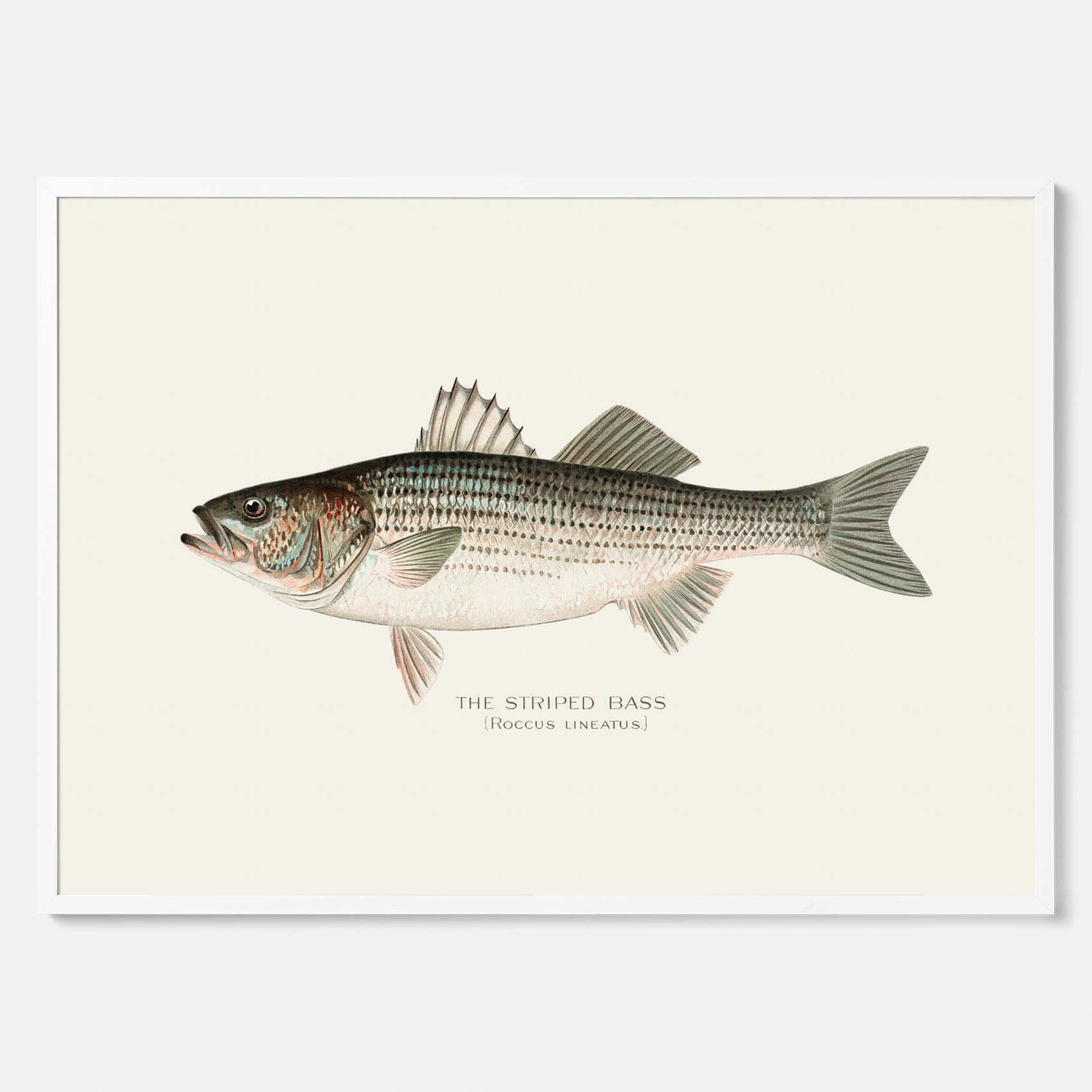 Kökstavla med Strimmig Havsabborre poster – Plansch med fisk, tavla till kök, köksposter, poster till kök, fiskposter