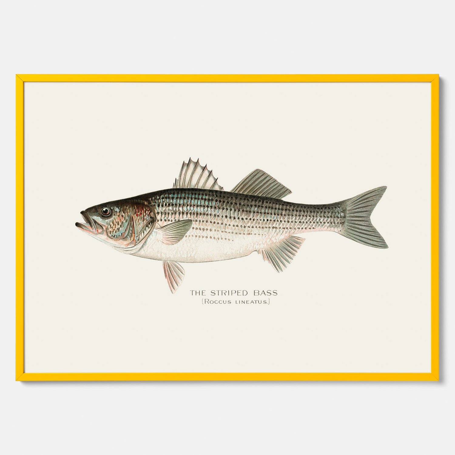 Kökstavla med Strimmig Havsabborre poster – Plansch med fisk, tavla till kök, köksposter, poster till kök, fiskposter