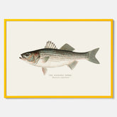 Kökstavla med Strimmig Havsabborre poster – Plansch med fisk, tavla till kök, köksposter, poster till kök, fiskposter
