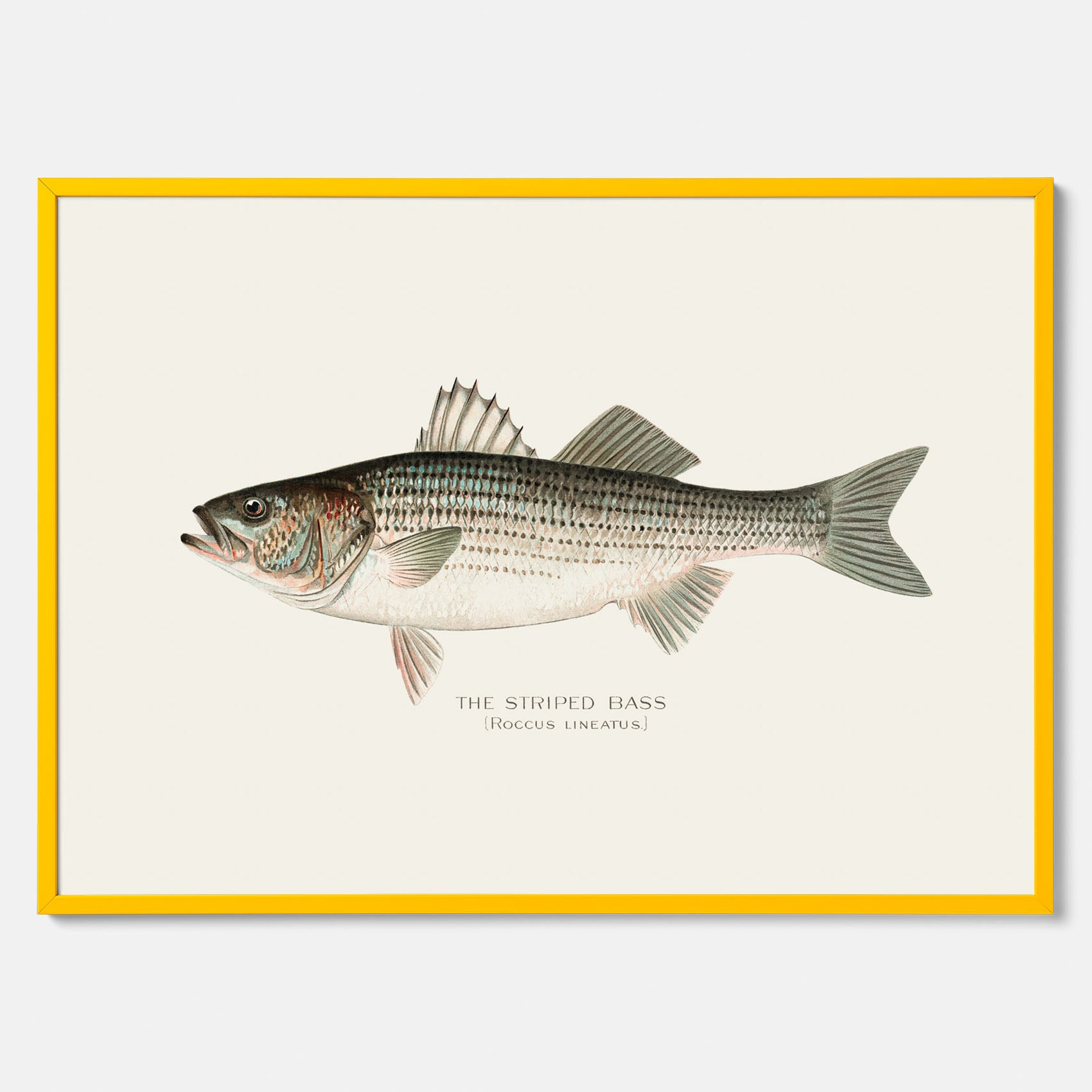 Kökstavla med Strimmig Havsabborre poster – Plansch med fisk, tavla till kök, köksposter, poster till kök, fiskposter