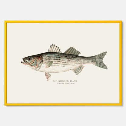 Kökstavla med Strimmig Havsabborre poster – Plansch med fisk, tavla till kök, köksposter, poster till kök, fiskposter