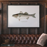 Kökstavla med Strimmig Havsabborre poster – Plansch med fisk, tavla till kök, köksposter, poster till kök, fiskposter