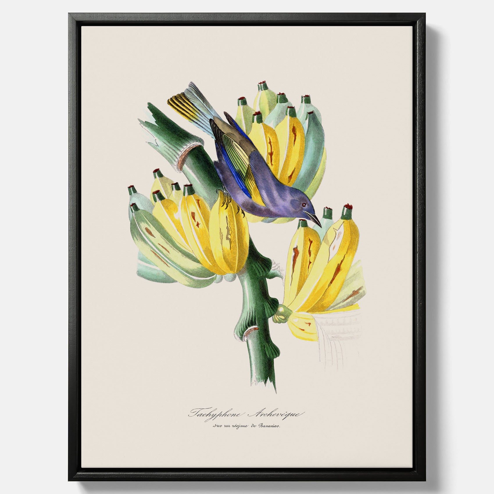 Kökstavla med en Tachyphonus &amp; Banan canvas  – Vintageposter med fågel och banan, tavla till kök, köksposter, poster till kök