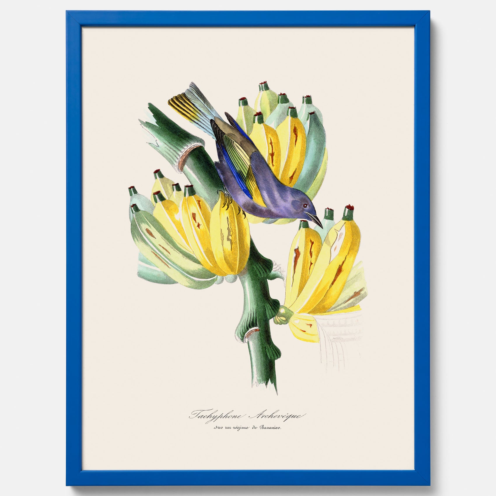 Kökstavla med en Tachyphonus &amp; Banan poster  – Vintageposter med fågel och banan, tavla till kök, köksposter, poster till kök