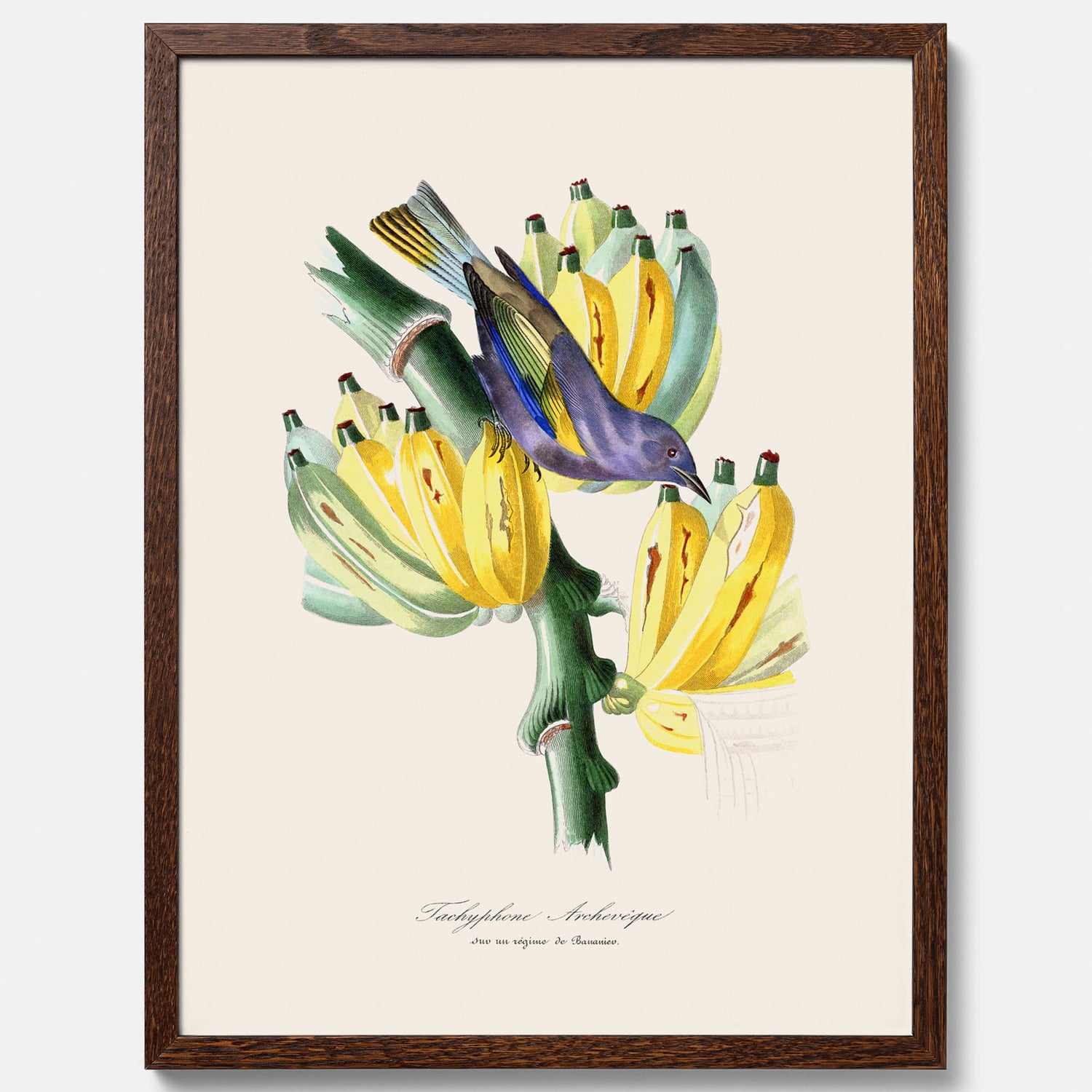 Kökstavla med en Tachyphonus &amp; Banan poster  – Vintageposter med fågel och banan, tavla till kök, köksposter, poster till kök