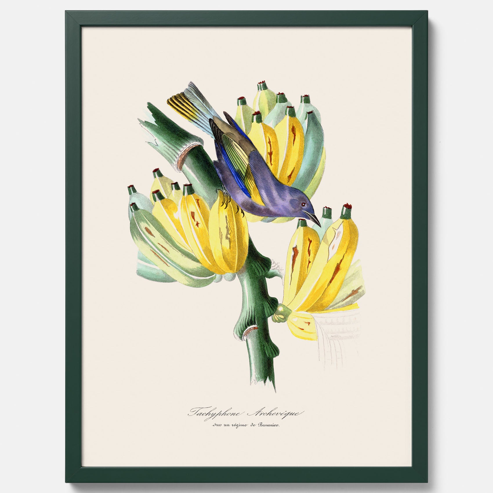 Kökstavla med en Tachyphonus &amp; Banan poster  – Vintageposter med fågel och banan, tavla till kök, köksposter, poster till kök