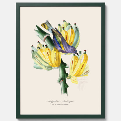 Kökstavla med en Tachyphonus &amp; Banan poster  – Vintageposter med fågel och banan, tavla till kök, köksposter, poster till kök