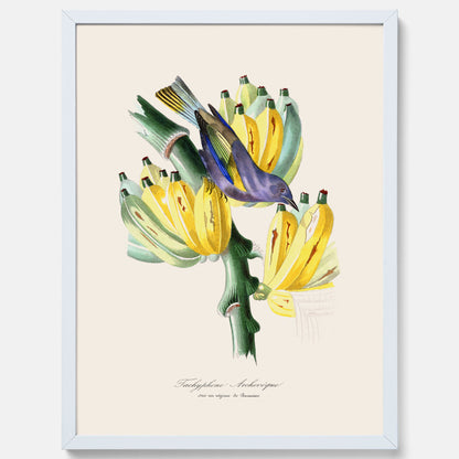 Kökstavla med en Tachyphonus &amp; Banan poster  – Vintageposter med fågel och banan, tavla till kök, köksposter, poster till kök