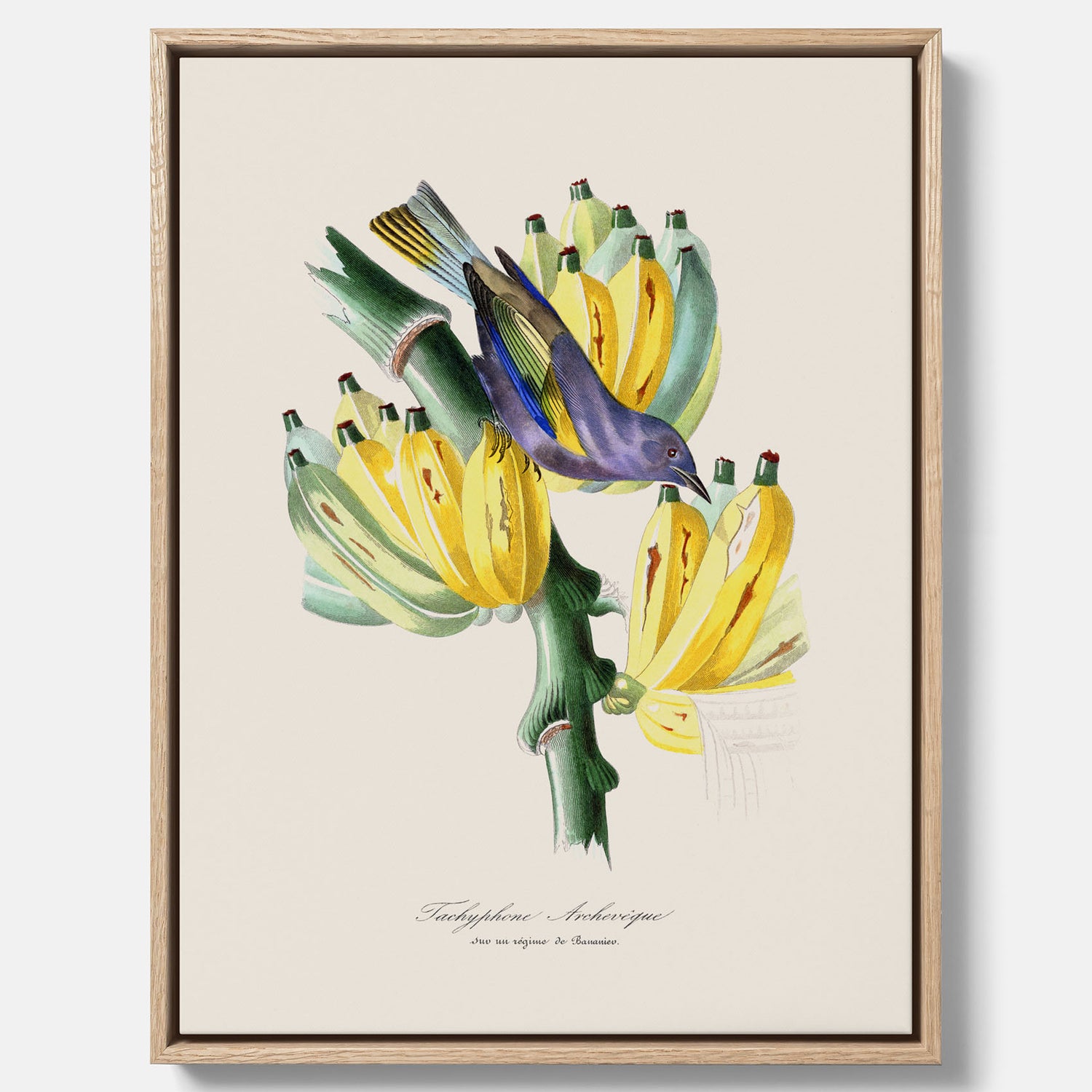 Kökstavla med en Tachyphonus &amp; Banan canvas  – Vintageposter med fågel och banan, tavla till kök, köksposter, poster till kök