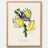 Kökstavla med en Tachyphonus & Banan poster  – Vintageposter med fågel och banan, tavla till kök, köksposter, poster till kök