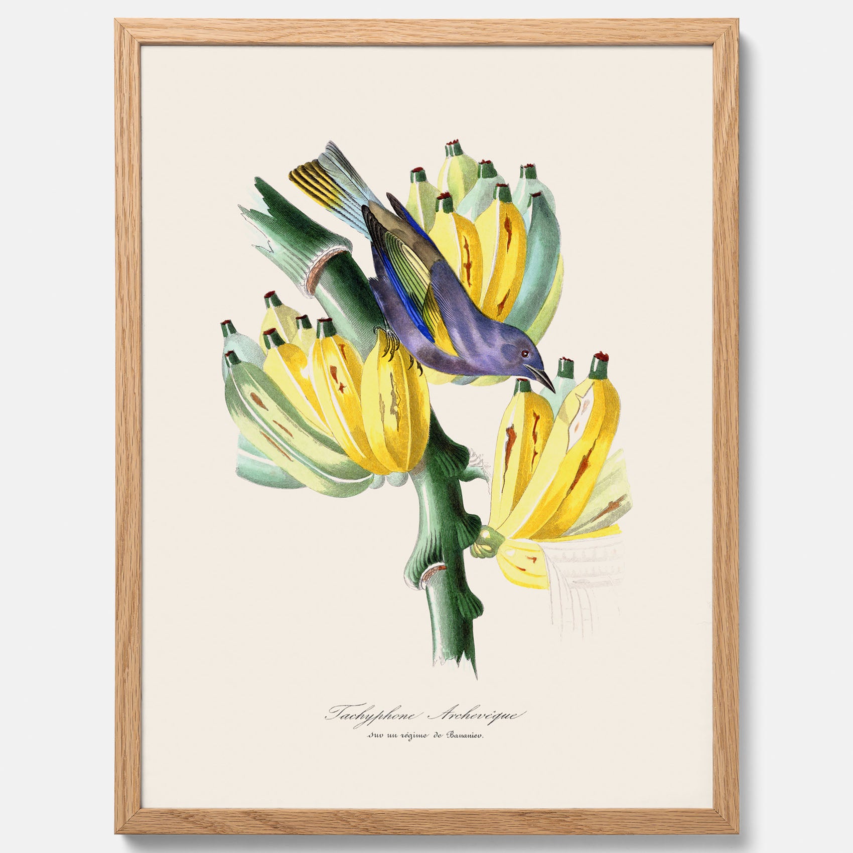 Kökstavla med en Tachyphonus &amp; Banan poster  – Vintageposter med fågel och banan, tavla till kök, köksposter, poster till kök