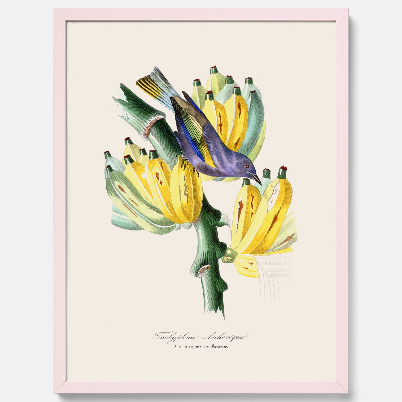 Kökstavla med en Tachyphonus &amp; Banan poster  – Vintageposter med fågel och banan, tavla till kök, köksposter, poster till kök