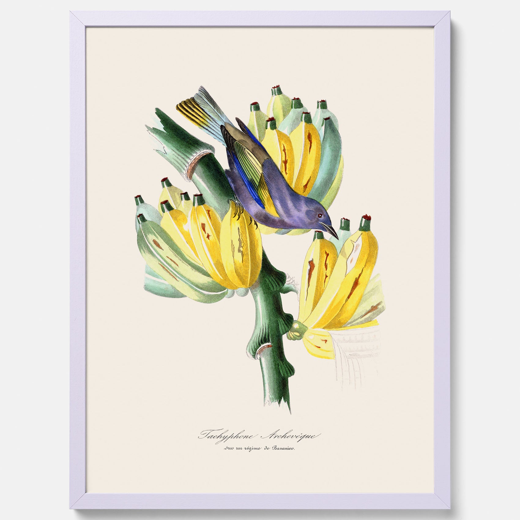 Kökstavla med en Tachyphonus &amp; Banan poster  – Vintageposter med fågel och banan, tavla till kök, köksposter, poster till kök