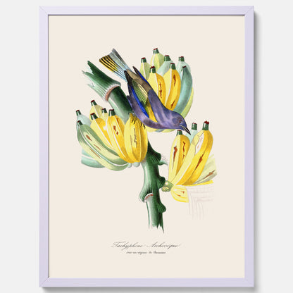 Kökstavla med en Tachyphonus &amp; Banan poster  – Vintageposter med fågel och banan, tavla till kök, köksposter, poster till kök