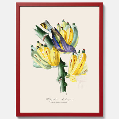 Kökstavla med en Tachyphonus &amp; Banan poster  – Vintageposter med fågel och banan, tavla till kök, köksposter, poster till kök