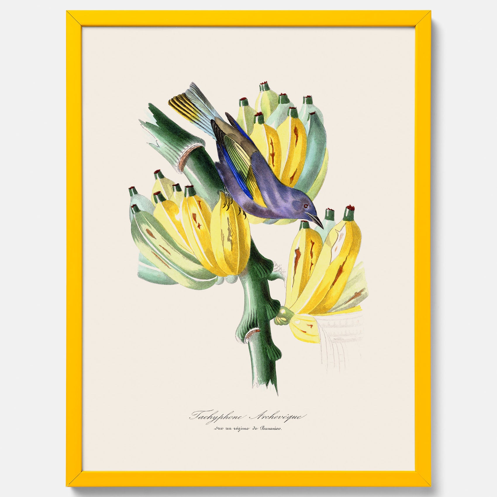 Kökstavla med en Tachyphonus &amp; Banan poster  – Vintageposter med fågel och banan, tavla till kök, köksposter, poster till kök