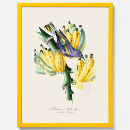 Kökstavla med en Tachyphonus &amp; Banan poster  – Vintageposter med fågel och banan, tavla till kök, köksposter, poster till kök