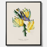Kökstavla med en Tachyphonus & Banan canvas  – Vintageposter med fågel och banan, tavla till kök, köksposter, poster till kök