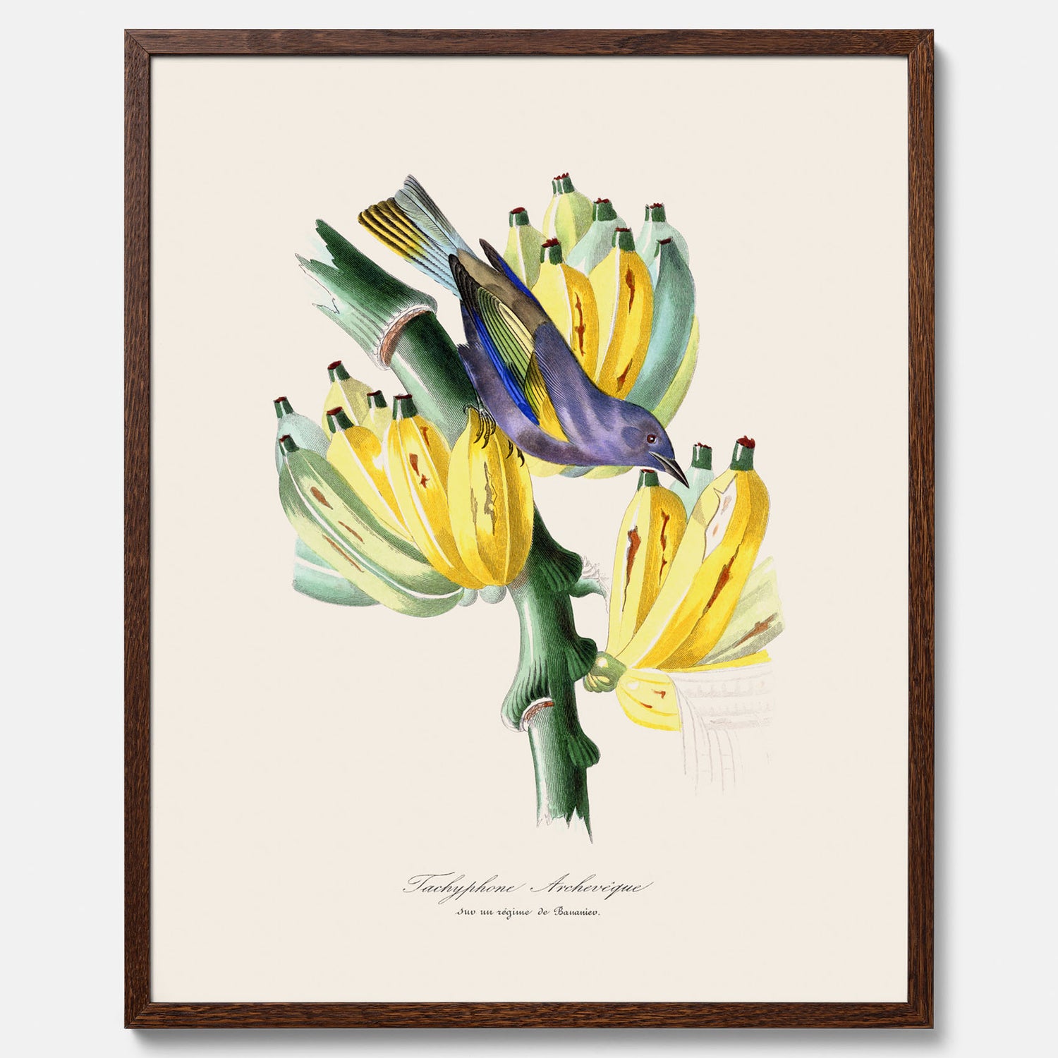 Kökstavla med en Tachyphonus &amp; Banan poster  – Vintageposter med fågel och banan, tavla till kök, köksposter, poster till kök