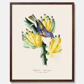 Kökstavla med en Tachyphonus & Banan poster  – Vintageposter med fågel och banan, tavla till kök, köksposter, poster till kök