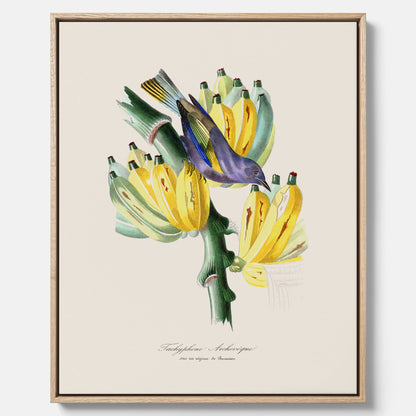 Kökstavla med en Tachyphonus &amp; Banan canvas  – Vintageposter med fågel och banan, tavla till kök, köksposter, poster till kök