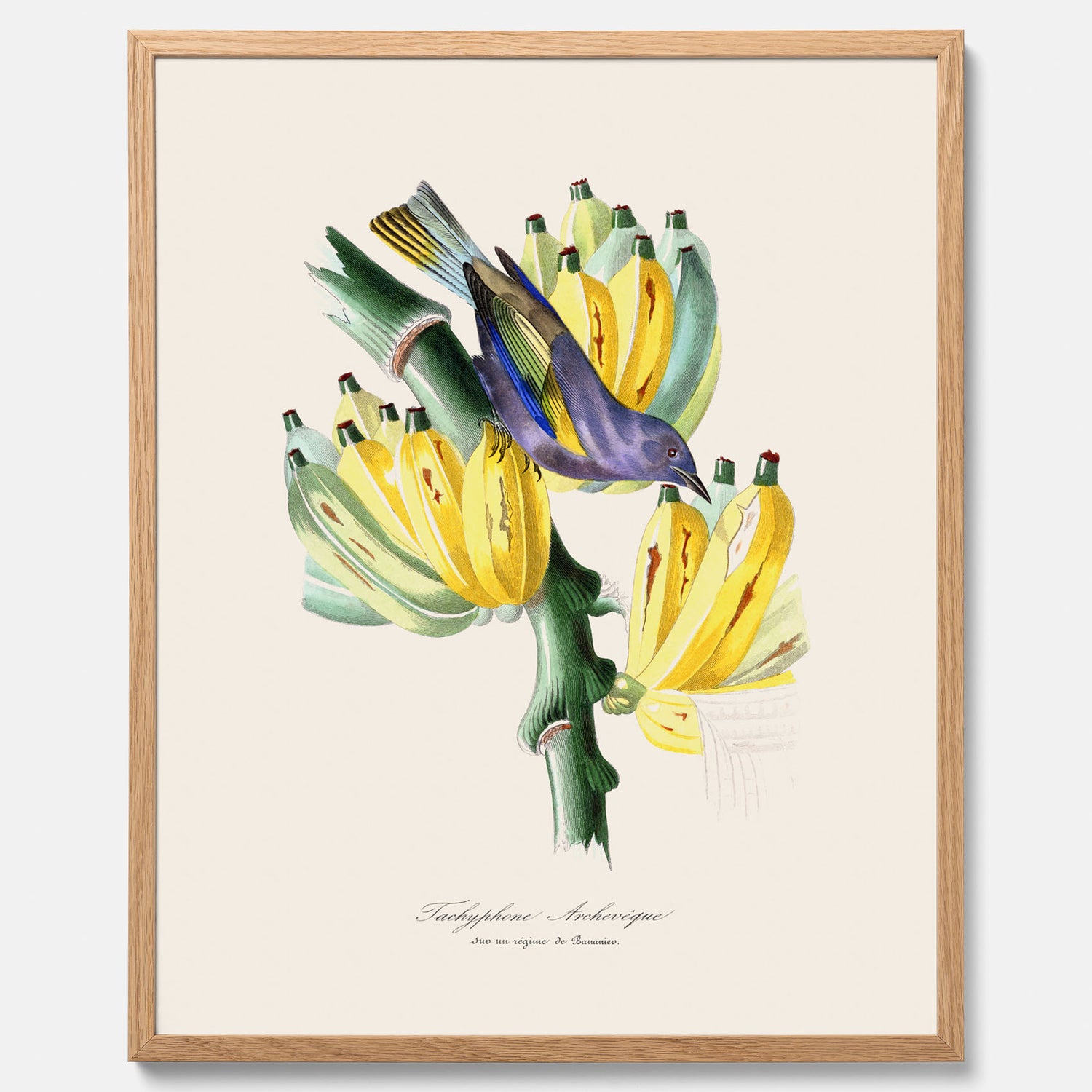 Kökstavla med en Tachyphonus &amp; Banan poster  – Vintageposter med fågel och banan, tavla till kök, köksposter, poster till kök