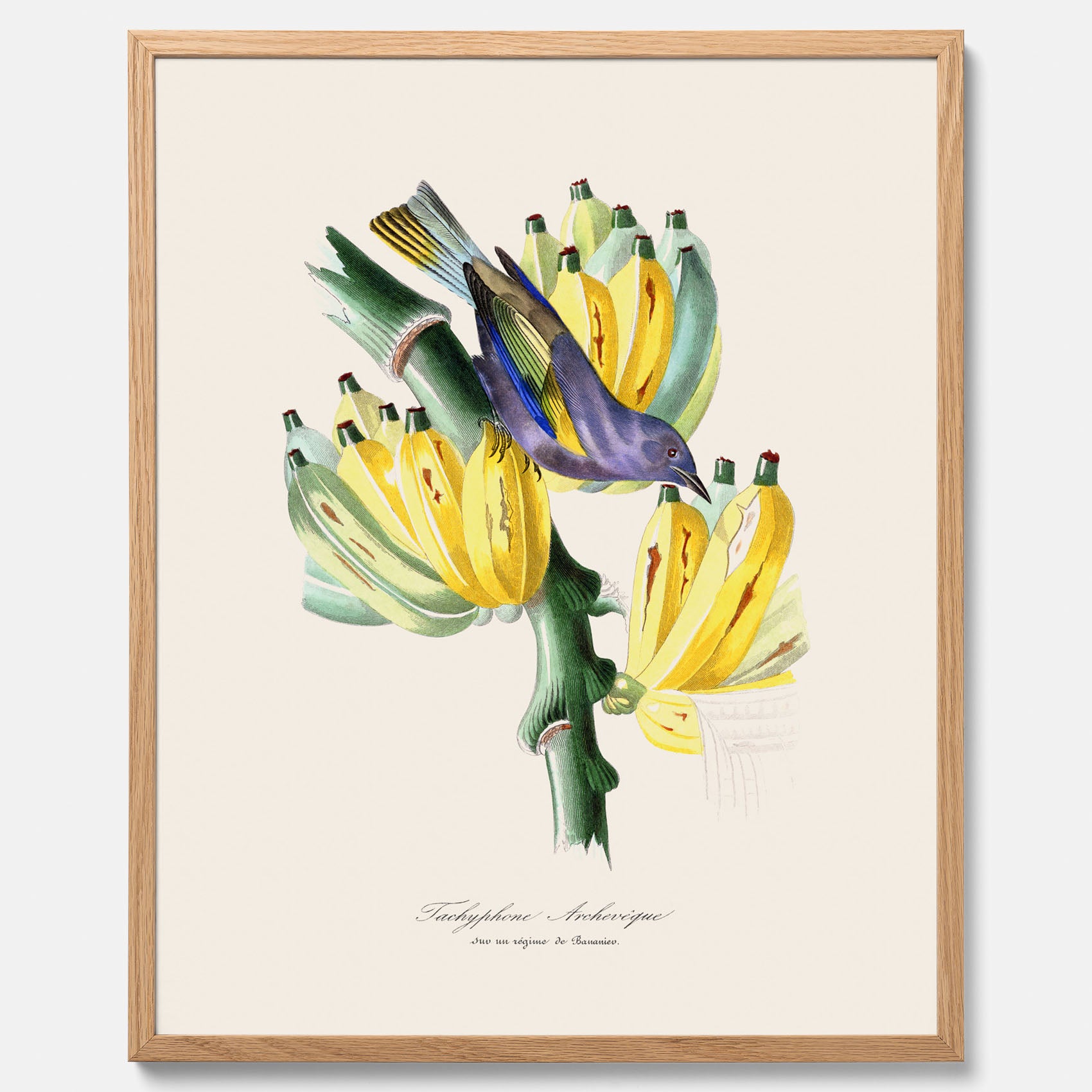 Kökstavla med en Tachyphonus &amp; Banan poster  – Vintageposter med fågel och banan, tavla till kök, köksposter, poster till kök