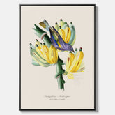 Kökstavla med en Tachyphonus & Banan canvas  – Vintageposter med fågel och banan, tavla till kök, köksposter, poster till kök
