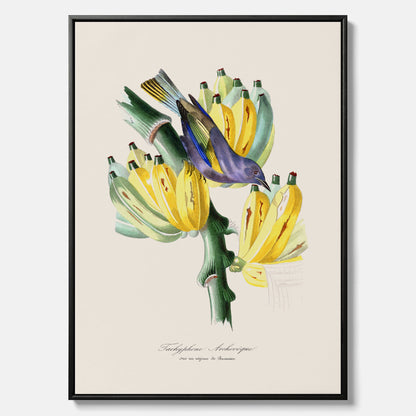 Kökstavla med en Tachyphonus &amp; Banan canvas  – Vintageposter med fågel och banan, tavla till kök, köksposter, poster till kök
