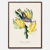 Kökstavla med en Tachyphonus & Banan poster  – Vintageposter med fågel och banan, tavla till kök, köksposter, poster till kök