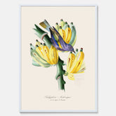 Kökstavla med en Tachyphonus & Banan poster  – Vintageposter med fågel och banan, tavla till kök, köksposter, poster till kök